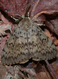 Gypsy Moth